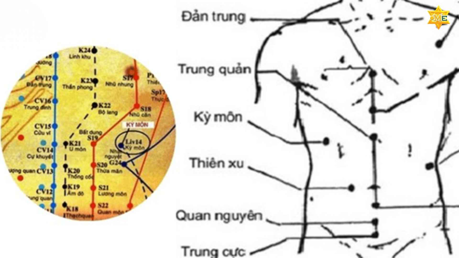 Cách xác định huyệt trên ngực chuẩn xác nhất từ OME Việt Nam